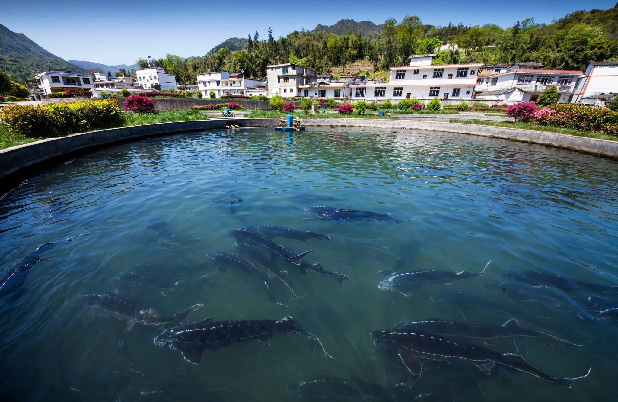 Mature sturgeon swimming in a clear pond with village houses and mountains behind.